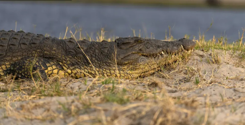 BNHS–NMCG Launch Mission to Save Endangered Indian Skimmer in Ganga Basin